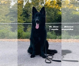 German Shepherd Dog Puppy for sale in GADSDEN, AL, USA