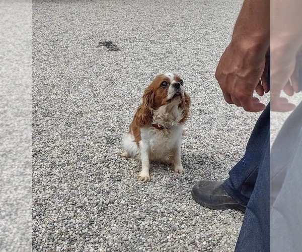 Medium Photo #1 Cavachon Puppy For Sale in MOUNT PLEASANT, MI, USA