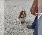 Small Photo #1 Cavachon Puppy For Sale in MOUNT PLEASANT, MI, USA