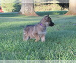 Small #7 Gerberian Shepsky