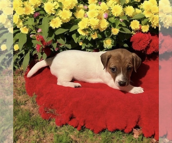 Medium Photo #1 Jack Russell Terrier Puppy For Sale in NASHVILLE, NC, USA