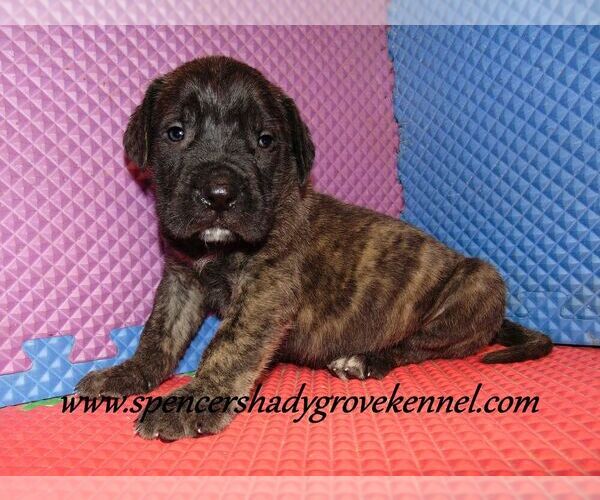 Medium Photo #8 Mastiff Puppy For Sale in CABOOL, MO, USA