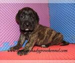 Small #7 Mastiff