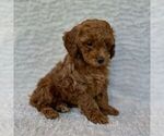 Small #1 Maltipoo
