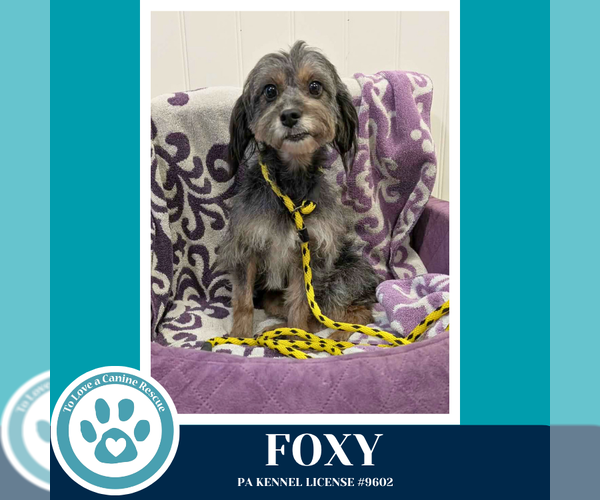 Medium Photo #1 Mutt Puppy For Sale in Kimberton, PA, USA