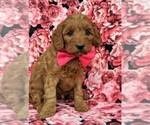 Small Photo #3 Goldendoodle Puppy For Sale in LINCOLN UNIV, PA, USA
