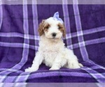 Small #1 Cavapoo (Miniature)