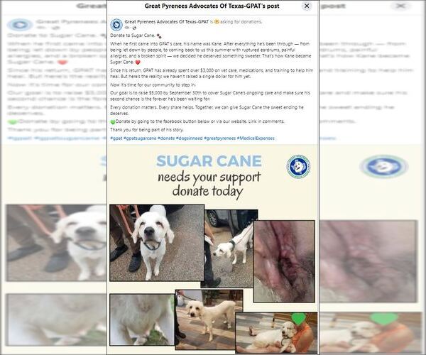 Medium Photo #30 Great Pyrenees-Unknown Mix Puppy For Sale in Houston, TX, USA