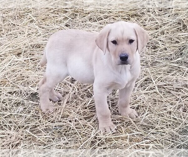 Medium Photo #3 Labrador Retriever Puppy For Sale in TWIN FALLS, ID, USA