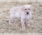 Small Photo #3 Labrador Retriever Puppy For Sale in TWIN FALLS, ID, USA