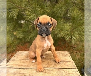 Boxer Puppy for sale in MIDDLEBURY, IN, USA