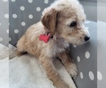 Small Photo #10 Goldendoodle Puppy For Sale in WEST, TX, USA
