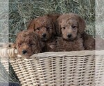Small Photo #3 Labradoodle-Poodle (Miniature) Mix Puppy For Sale in LANCASTER, PA, USA