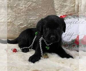 Medium Golden Labrador