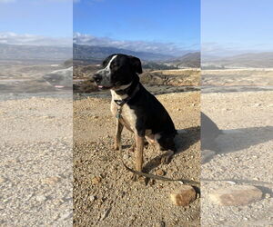 Australian Shepherd-Maremma Sheepdog Mix Dogs for adoption in Dana Point, CA, USA