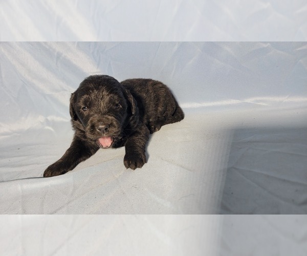 Medium Photo #4 Golden Mountain Dog Puppy For Sale in BLACK FOREST, CO, USA