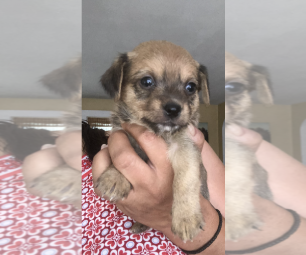 Medium Photo #6 Cheenese Puppy For Sale in SALEM, NH, USA