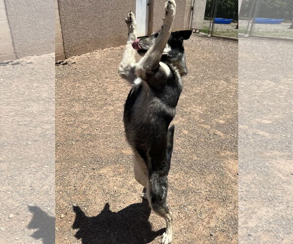 Medium Photo #4 Gerberian Shepsky Puppy For Sale in Cedar Crest, NM, USA