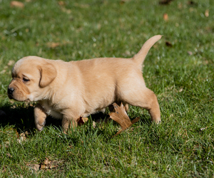 Labrador Retriever Puppy for sale in ROBESONIA, PA, USA