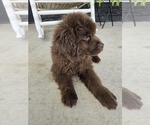 Small Photo #102 Newfoundland Puppy For Sale in TILTON, IL, USA