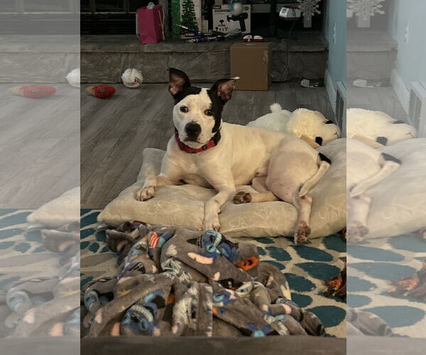 Medium Photo #2 Mutt Puppy For Sale in Lockport, NY, USA