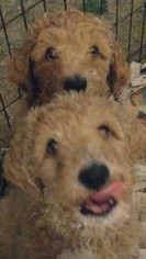 Poodle (Standard) Puppy for sale in MILWAUKEE, WI, USA