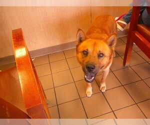 Carolina Dog-Chow Chow Mix Dogs for adoption in Ocala, FL, USA