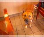Small Carolina Dog-Chow Chow Mix