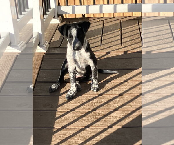 Medium Photo #1 Mutt Puppy For Sale in Garden City, NY, USA