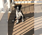 Small Mutt