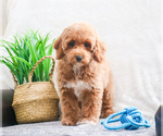 Small Photo #10 Poodle (Toy) Puppy For Sale in SYRACUSE, IN, USA