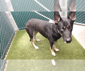 Gerberian Shepsky Dogs for adoption in Downey, CA, USA