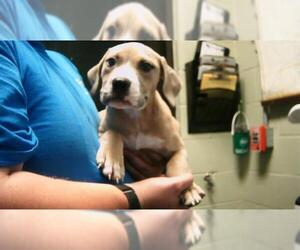 American Pit Bull Terrier-Unknown Mix Dogs for adoption in Tulsa, OK, USA