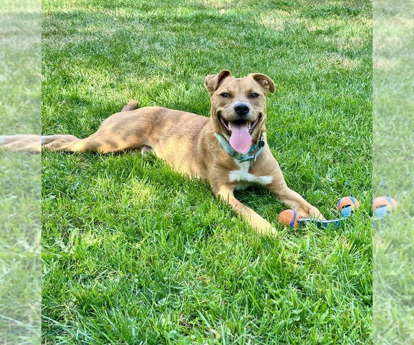 Medium Photo #4 Mutt Puppy For Sale in Mundelein, IL, USA