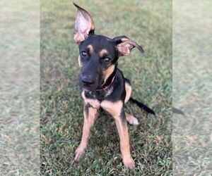 Shepradors Dogs for adoption in LAKE ST LOUIS, MO, USA