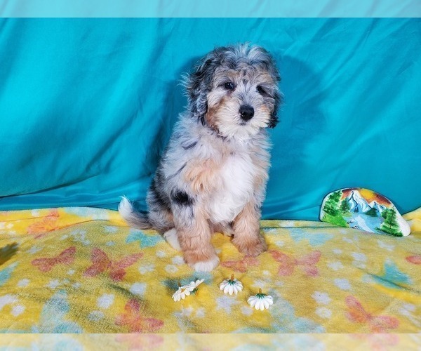 Medium Photo #10 Bernedoodle (Miniature) Puppy For Sale in COLORADO SPRINGS, CO, USA