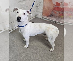Bull Terrier-Unknown Mix Dogs for adoption in San Bernardino, CA, USA