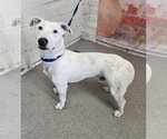 Small Bull Terrier Mix