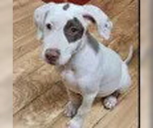American Staffordshire Terrier-Pointer Mix Dogs for adoption in Bristol, CT, USA