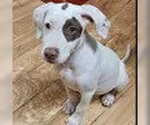Small American Staffordshire Terrier-Pointer Mix