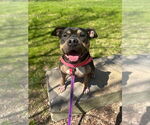 Small #4 American Staffordshire Terrier