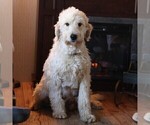 Small Photo #1 Goldendoodle Puppy For Sale in NEW ENTERPRISE, PA, USA