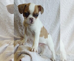 Frenchie Pug Puppy for sale in WATERLOO, NY, USA