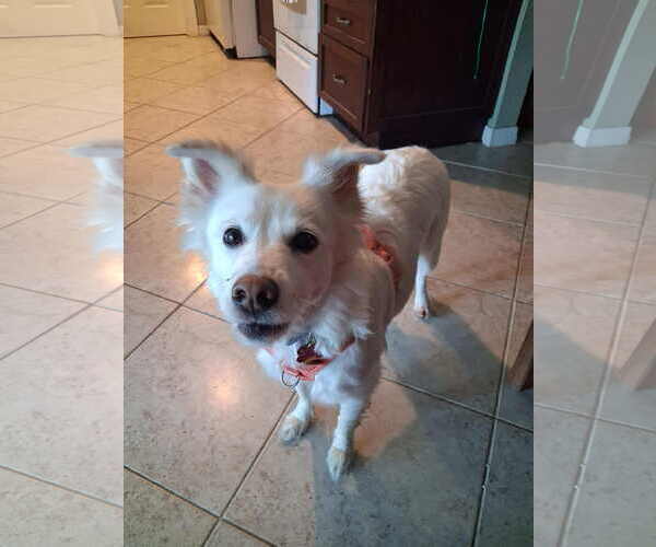 Medium Photo #10 American Eskimo Dog-Unknown Mix Puppy For Sale in Pikesville, MD, USA
