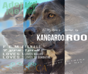 KangaRoo - Female Blue Lacy-Unknown Mix Dog for Adoption - Photo #5