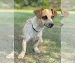 Small #1 Dachshund Mix