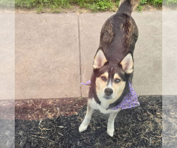 Medium Photo #2 Siberian Husky-Unknown Mix Puppy For Sale in Fargo, ND, USA