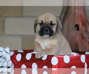 English Bulldog-Puggle Mix Puppy for sale in FREDERICKSBG, OH, USA