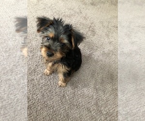 Yorkshire Terrier Puppy for sale in PADUCAH, KY, USA