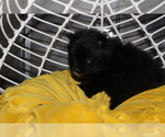 Small Photo #5 Pomeranian Puppy For Sale in COLUMBIA, MO, USA